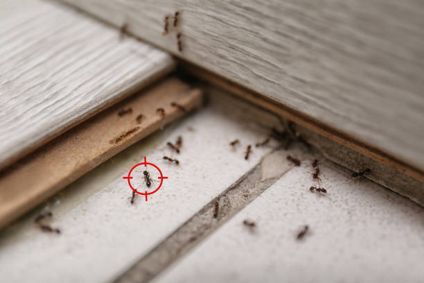Best Mosquito Control Services  in Weyers Cave, VA