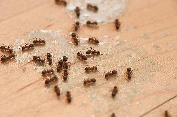 Best Emergency Pest Control  in Weyers Cave, VA